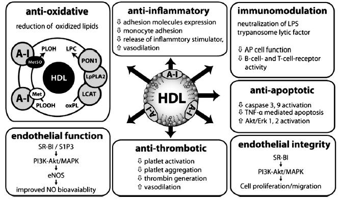 Overview f ptential antiathergenic prperties f HDL Surce: