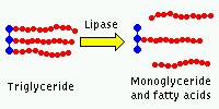 Pancreatic lipase can then cleave ester bnds frming free fatty acids and