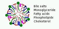 Tgether bile salts, mnglycerides, free fatty acids and chlesterl frm structures