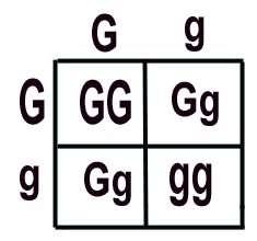 PUNNETT SQUARE All the possible alleles from one parent are written across the top.