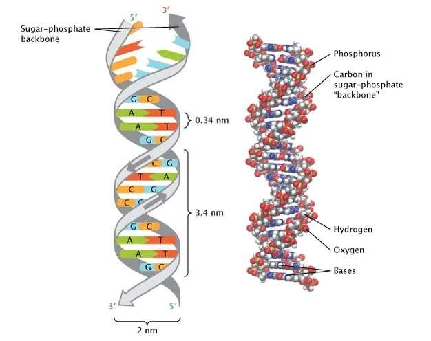 structure of DNA Made