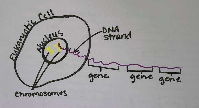 Eukaryotic cells have a nucleus Chromosomes are inside the nucleus Chromosomes are made of long strands of DNA