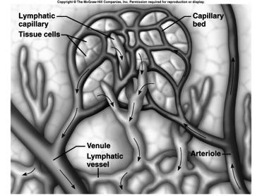 Lymphatic Capillaries microscopic closed-ended tubes in interstitial spaces of most tissues Parallel network of blood capillaries Similar in structure to blood