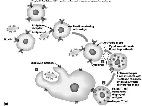 cells are the target of HIV cytotoxic T cell-attack and destroy cancer cells and virally infected cells