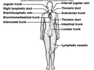 larger vessels lead to lymph nodes and then to larger lymphatic trunks 4 Lymphatic Trunks drain lymph