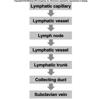 Summary of Lymphatic Pathway 7 Tissue Fluid and Lymph Lymph tissue fluid that has entered a lymphatic capillary Lymph formation dependent on tissue fluid formation 8