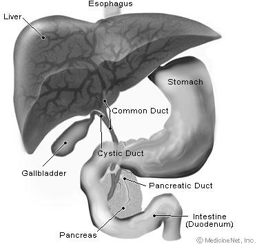 Cholelithiasis Cholecystitis Discuss nursing care and interventions of these diseases Function on Biliary System Create, store, transport, and release bile into the duodenum to aid in