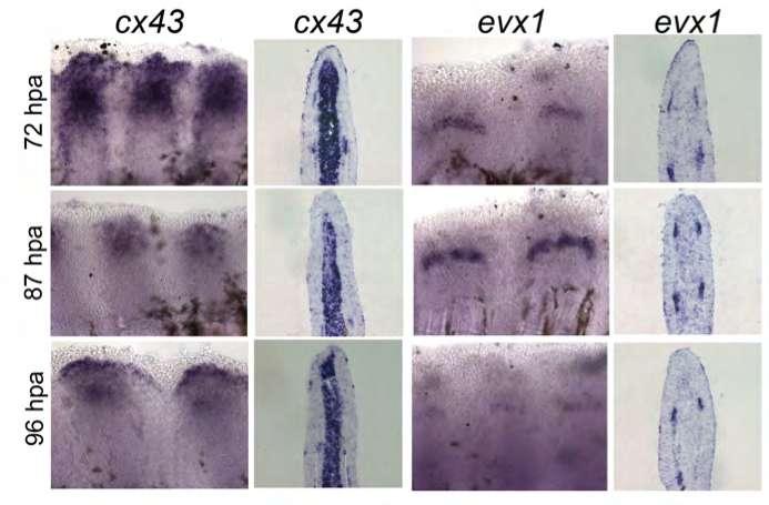 evx1 is required for joint initiation The evx1 gene is expressed in a single band of cells at the