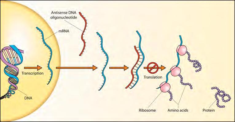 bind nascent RNA and block