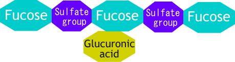 have more saccharides attached to them). Fucoidan chemical structure 5.Fucoxanthin to mutually empower fucoidan! Fucoxanthin is contained in kelp, Hijiki Seaweed, Wakame Seaweed, etc.