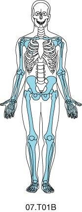 The Appendicular Skeleton The appendicular skeleton contains 126 bones in the upper and lower limbs, and also includes those of the girdles that join the limbs to the axial skeleton (shoulder and