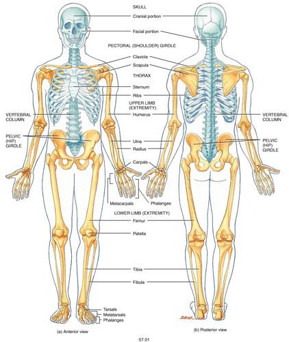 NAMING BONES Let s get to know the names of the major bones of the body. Firstly, locate each of the bones on the skeleton.