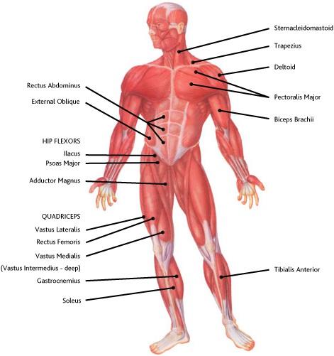 NAMING MUSCLES Check out the muscle diagrams below where we have labelled some common skeletal muscles.