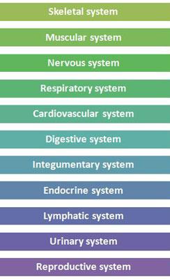 Here are the 11 organ systems of the
