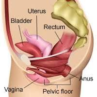 fasciae Result urinary or bowel