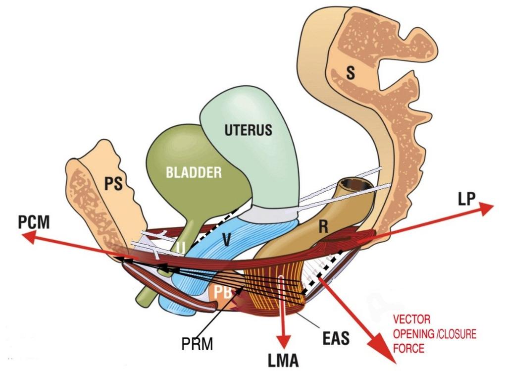 Supporting Structures Perineal Membrane/Body inferior to levator ani separates vagina and rectum dense structure insertion of 5 muscles deep transverse perineal muscle