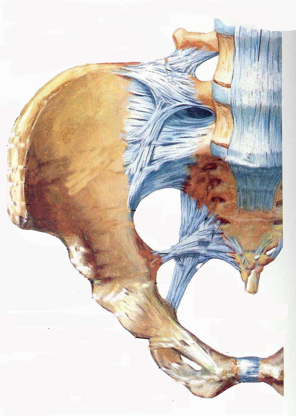 Sacrospinous Ligament Fixation Objective success 73-97% Various definitions of success Sites of