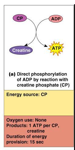 Energy for Muscle Contraction Direct phosphorylation Muscle cells contain creatine phosphate (CP) CP is a high-energy molecule After