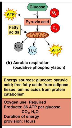 Energy for Muscle Contraction Aerobic Respiration Series of metabolic pathways that occur in the mitochondria Glucose is