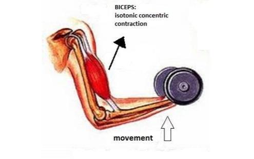Types of Muscle Contractions Isotonic contractions