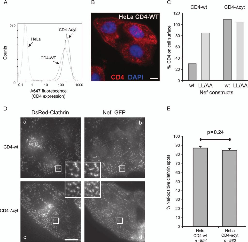 Nef Clathrin Interaction in Living Cells Figure 8: Colocalization of Nef with clathrin in HeLa cells stably expressing CD4. A and B) Cell surface expression of CD4.