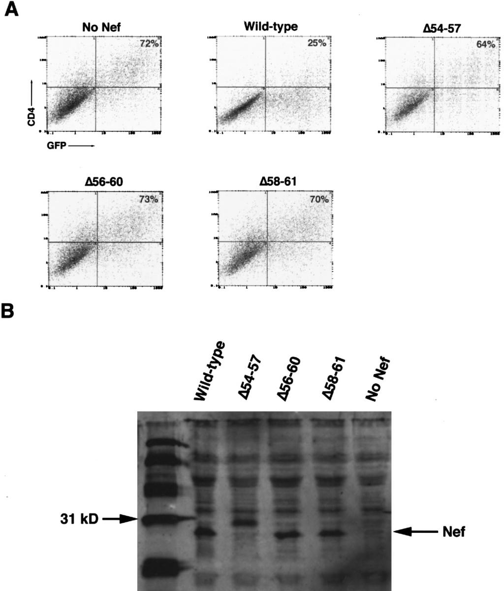 ANALYSIS OF PROTEASE CLEAVAGE SITE IN HIV-1 Nef 307 FIG. 3. (A) CD4 down-regulation in transfected 293 cells.