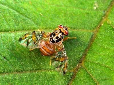 Fruit Fly Background International pests and widely recognised threat; Threat to New Zealand s horticulture industry Good preparation enables prompt