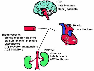 4 The current antihypertensive medications works on different areas of blood pressure control. They are targeting the possible pathophysiological derangement in blood pressure control.