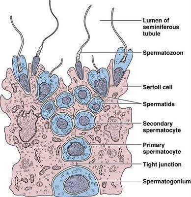 SPERMATOGENESIS Lumen Sperm cells progress from spermatogonia spermatozoa 72d duration Immature cells start at basement membrane