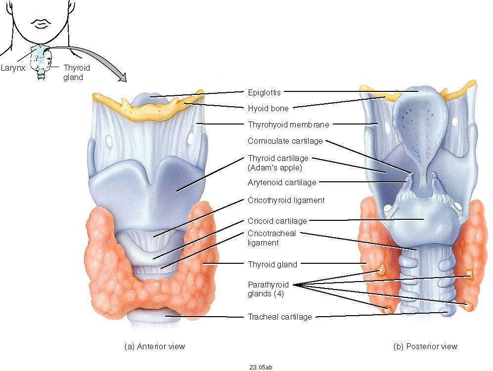 Larynx