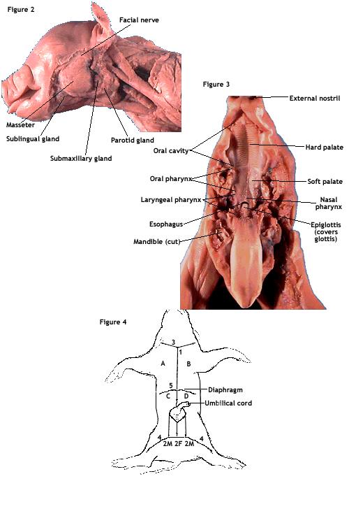 10 pharynx and passes through the esophagus and gut by waves of muscular contractions called peristalsis. Pass the end of your probe into the glottis and then into the esophagus.
