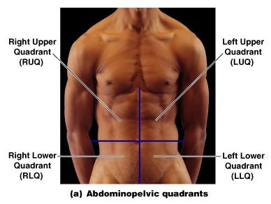 Quadrants and Regions 4 abdominopelvic quadrants around