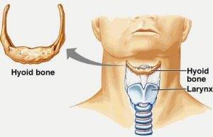 Hyoid Bone Is located in the neck between the lower jaw and the larynx.