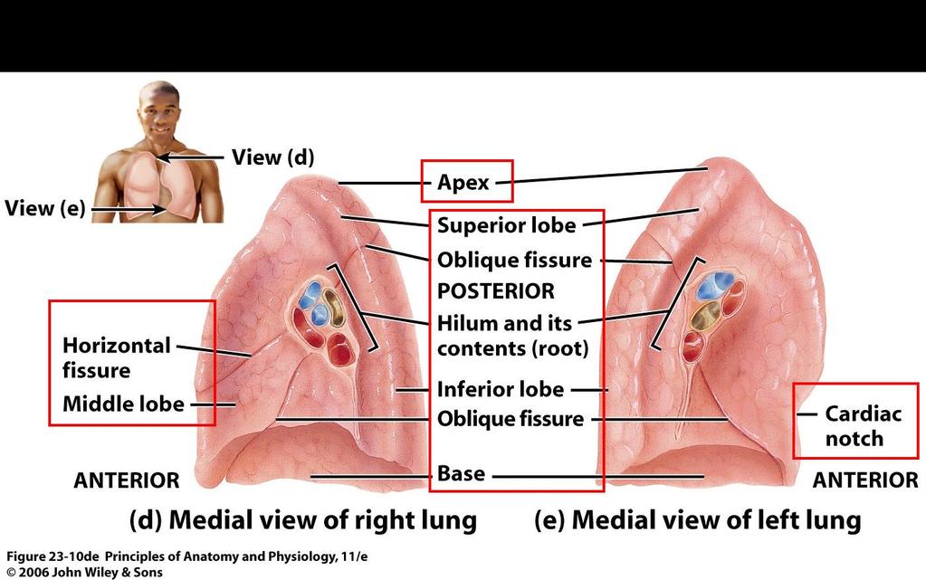 Gross Anatomy of the Lungs Extend from the diaphragm to an area about 2.