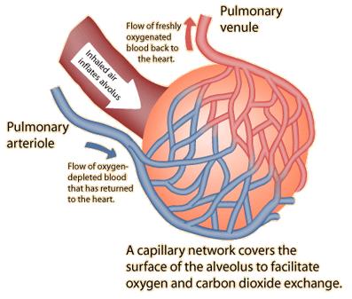 the capillary blood and the alveoli.