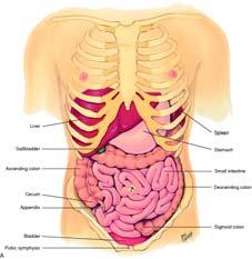 Anatomy & physiology Abdominal cavity