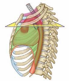 The sternal angle is used to find the position of rib II as a reference for counting ribs (because of the overlying clavicle, rib I is not palpable); separates the superior mediastinum from the