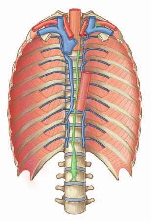 Regional anatomy Mediastinum 3 Esophagus Thoracic duct Right common carotid artery Superior vena cava Left brachiocephalic vein Azygos vein Accessory hemiazygos vein Hemiazygos vein Thoracic duct