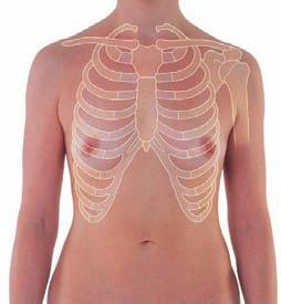 Surface anatomy Surface anatomy of the breast in women 3 fies the articulation between the manubrium of sternum and the body of sternum.