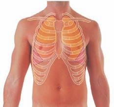 Thorax A Apex of right lung I II III IV V VI VII VIII IX X Superior lobe of right lung Middle lobe of right lung