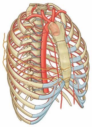 Conceptual overview key features 3 the thoracic aorta, which is in the posterior mediastinum; and a pair of vessels, the internal thoracic arteries, which run along the deep aspect of the anterior