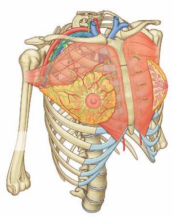 Thorax Internal thoracic artery Pectoral branch of thoracoacromial artery Pectoralis major muscle Apical axillary nodes Central axillary nodes Lateral thoracic artery Lateral axillary nodes Secretory