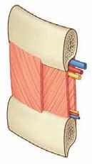 Thorax The intercostal muscles are innervated by the related intercostal nerves. As a group, the intercostal muscles provide structural support for the intercostal spaces during breathing.