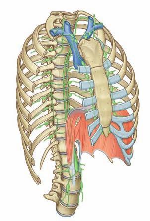 Thorax Lymphatic drainage Lymphatic vessels of the thoracic wall drain mainly into lymph nodes associated with the internal thoracic arteries (parasternal nodes), with the heads and necks of ribs