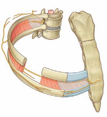 Regional anatomy Thoracic wall 3 cent ribs. The anterior ramus of spinal nerve T12 (the subcostal nerve) is inferior to rib XII (Fig. 3.32).