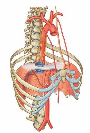 Regional anatomy Diaphragm 3 Left phrenic nerve Left pericardiacophrenic artery Right phrenic nerve Right pericardiacophrenic artery Right vagus nerve Esophagus Left vagus nerve Internal thoracic