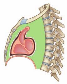Regional anatomy Mediastinum 3 Middle mediastinum The middle mediastinum is centrally located in the thoracic cavity.