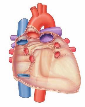 Regional anatomy Mediastinum 3 Superior vena cava Ascending aorta Arch of aorta Transverse pericardial sinus (separates arteries from veins) Branch of right pulmonary artery Left pulmonary artery