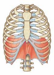 A B Right dome Xiphoid process Inferior thoracic aperture Distal cartilaginous ends of ribs VII to X; costal margins Rib XI Rib XII Vertebra TXII Central tendon Left dome Esophageal hiatus Aortic