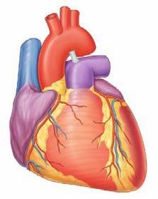 Thorax A Great cardiac vein Coronary sulcus Right coronary artery Anterior interventricular sulcus Small cardiac vein Anterior interventricular branch of left coronary artery B Great cardiac vein